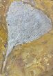 Fossil Ginkgo Leaf From North Dakota - Paleocene #58980-1